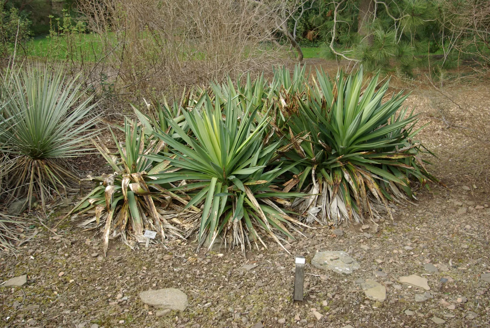 Spanish Bayonet (Yucca Aloifolia) — shrub for full or half or shade; with its bold texture and form, the Spanish Bayonet is a superb focal plant that provides
