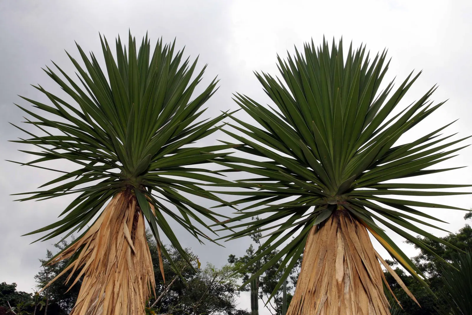 Spanish Bayonet (Yucca Aloifolia) — which is the inspiration for its name; and are edged with curling, image 91