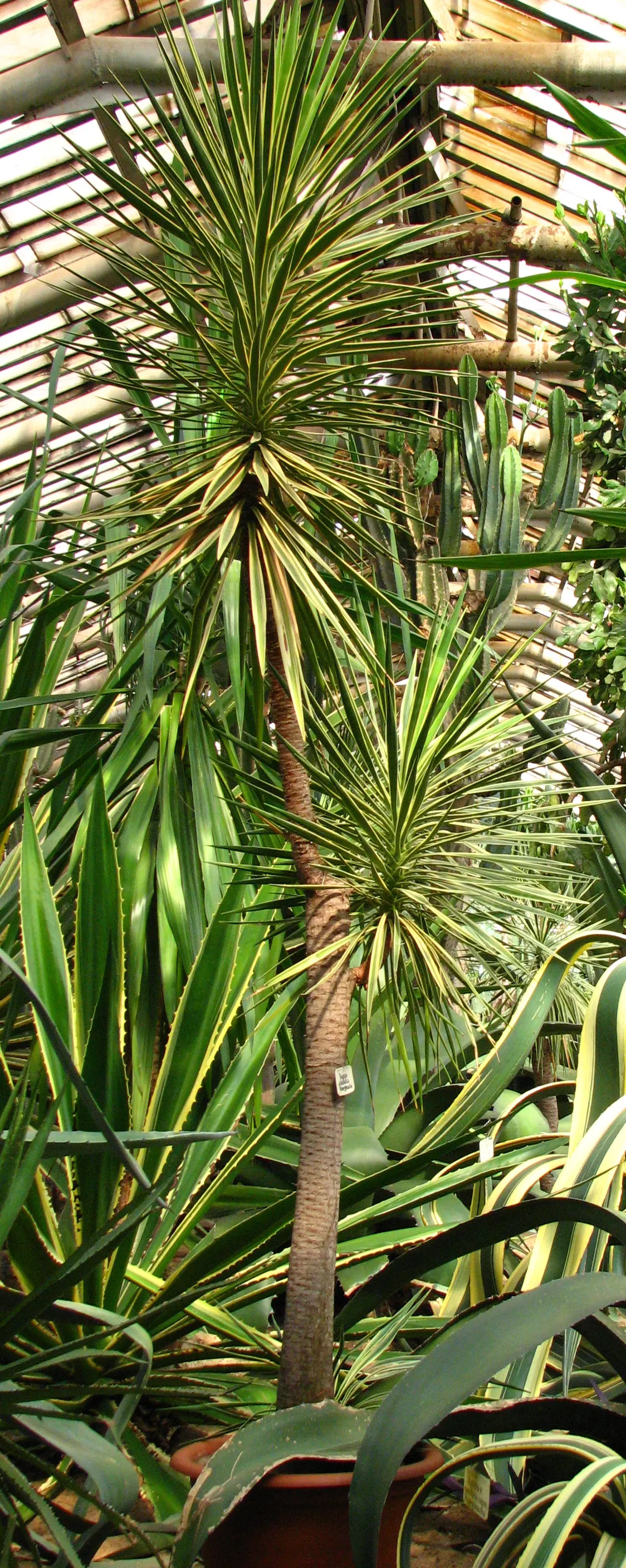 Spanish Bayonet (Yucca Aloifolia) — white flowers in the garden; which is the inspiration for its name, image 106