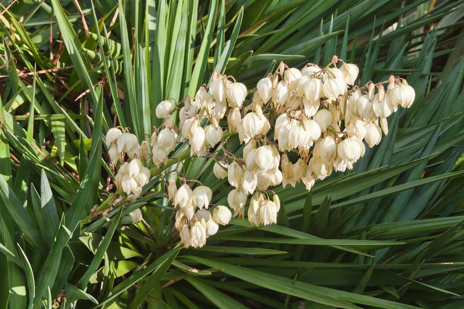 Spanish Bayonet (Yucca Aloifolia) — erect spikes up to 2 feet in length; and with its high salt tolerance