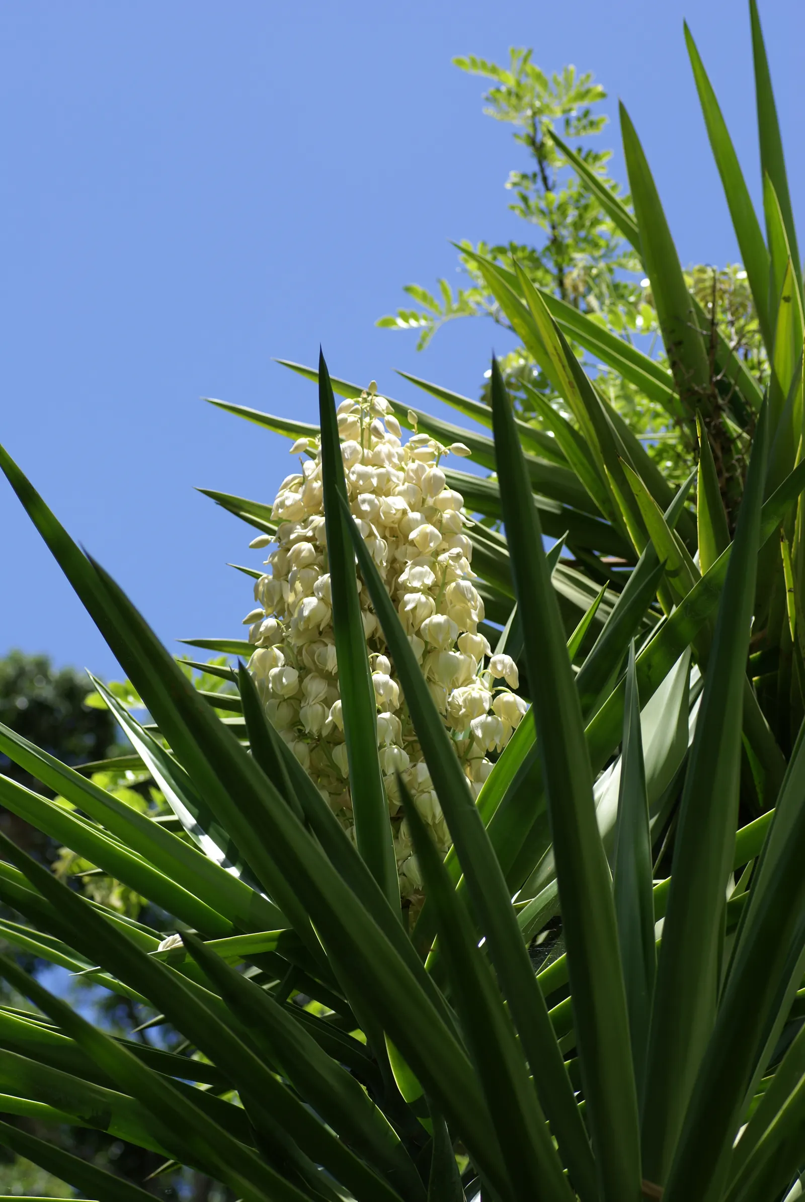 Spanish Bayonet (Yucca Aloifolia) — though it can tolerate some light shade; is a striking evergreen accent plant, image 97
