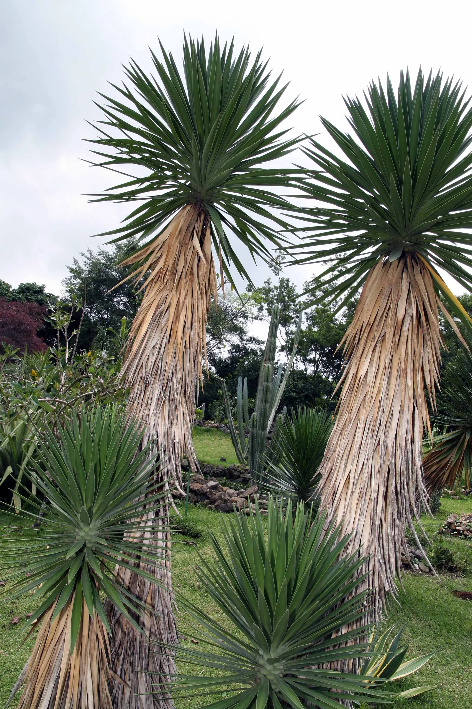 Spanish Bayonet (Yucca Aloifolia) — This evergreen shrub typically grows to a height of 10 to 15 feet with a spread of 3 to 5 feet; well-draining, image 92