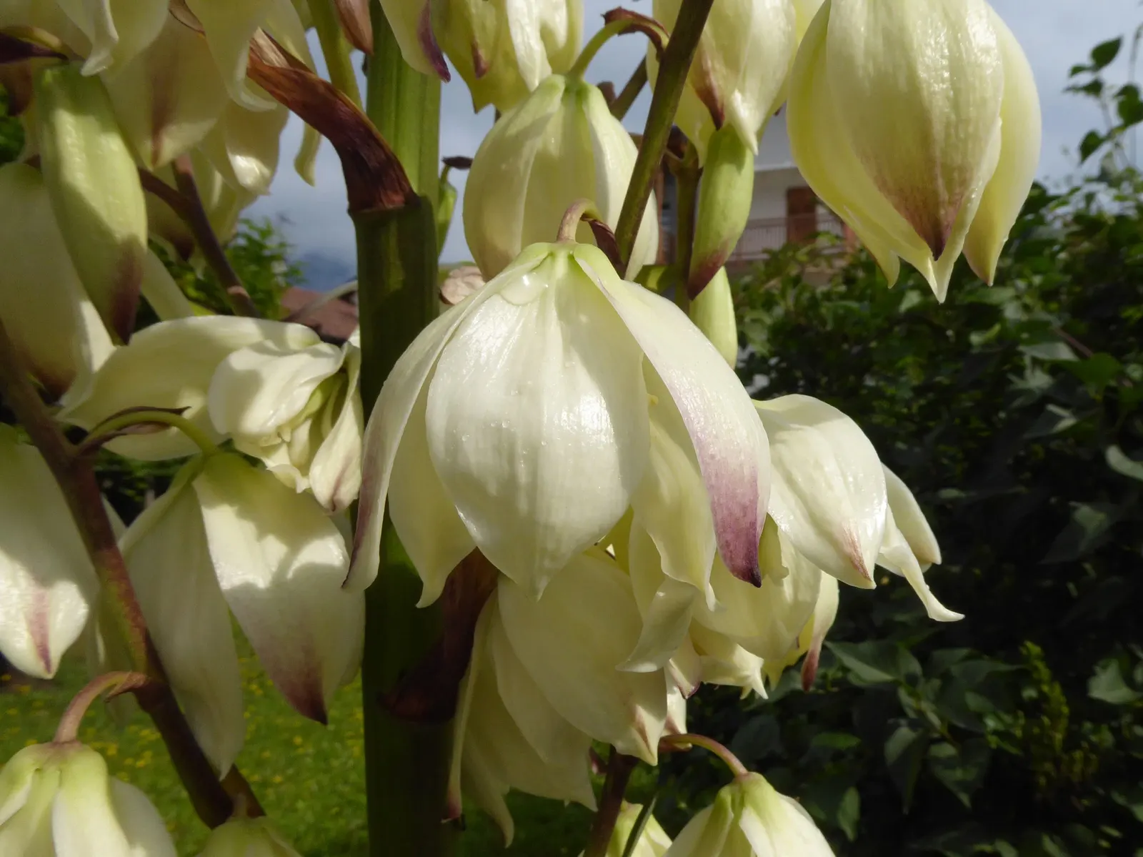Spanish Bayonet (Yucca Aloifolia) — though it can tolerate some light shade; is a striking evergreen accent plant, image 70