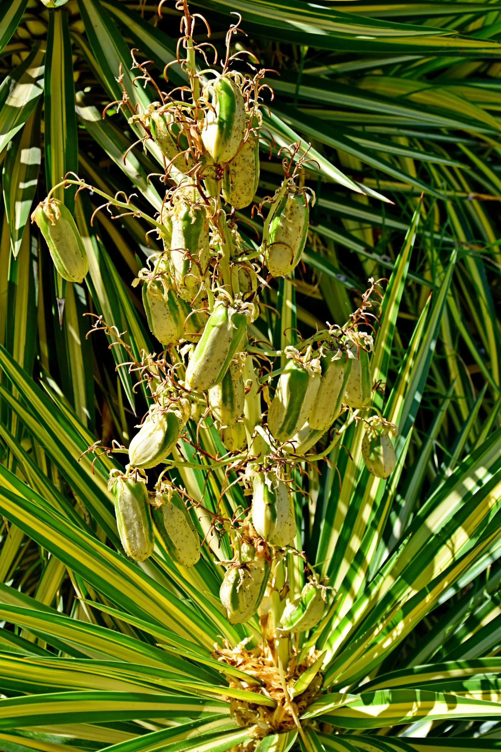 Spanish Bayonet (Yucca Aloifolia) — reaching heights of 10-15 feet with a spread of 3-8 feet; this evergreen shrub typically grows to a height of, image 110