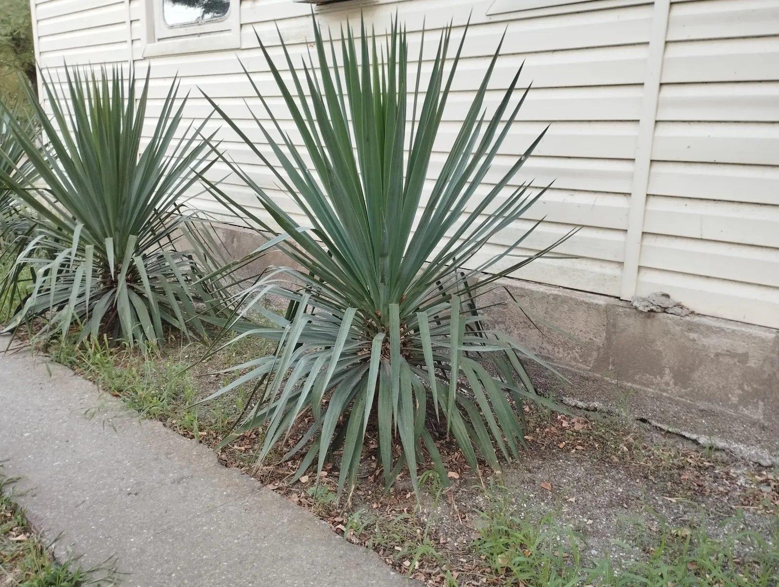Spanish Bayonet (Yucca Aloifolia) — commonly referred to as Spanish Bayonet; making it an excellent choice for water-wise gardens or xeriscaping, image 61