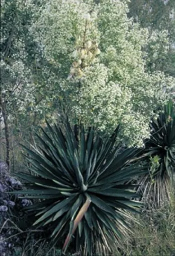 Spanish Bayonet (Yucca Aloifolia) — and are edged with curling; commonly referred to as Spanish Bayonet, image 67