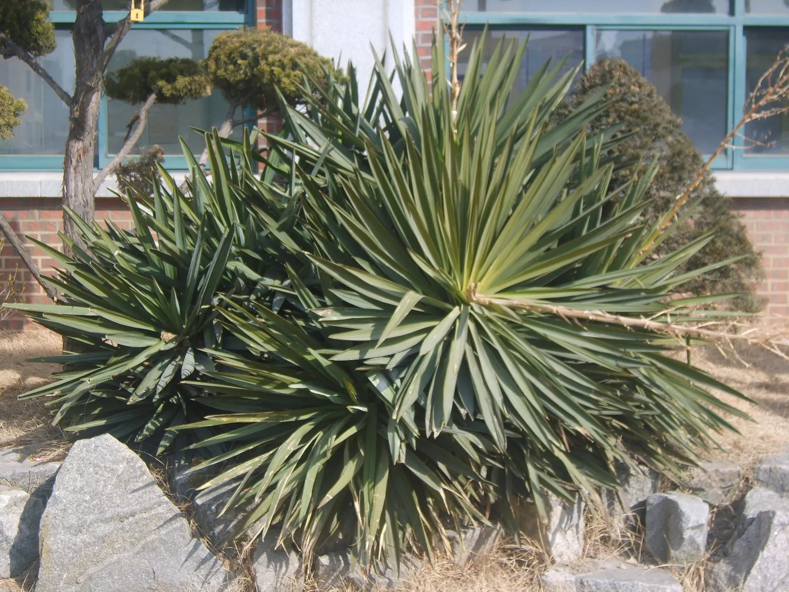 Spanish Bayonet (Yucca Aloifolia) — When planting, be sure to allow ample space from walkways and high-traffic areas due to its sharp foliage, image 50