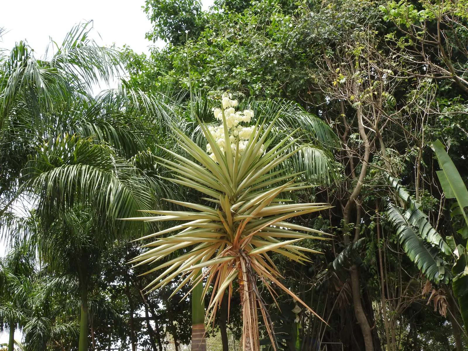 Spanish Bayonet (Yucca Aloifolia) — erect spikes up to 2 feet in length; and with its high salt tolerance, image 123