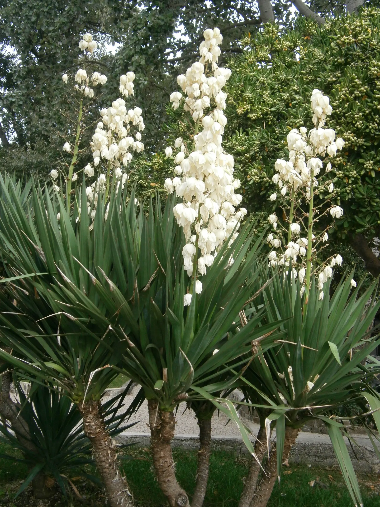 Spanish Bayonet (Yucca Aloifolia) — Ideal for xeriscaping, this drought-tolerant species thrives in full sun and well-drained soils, zones 8-11, image 59