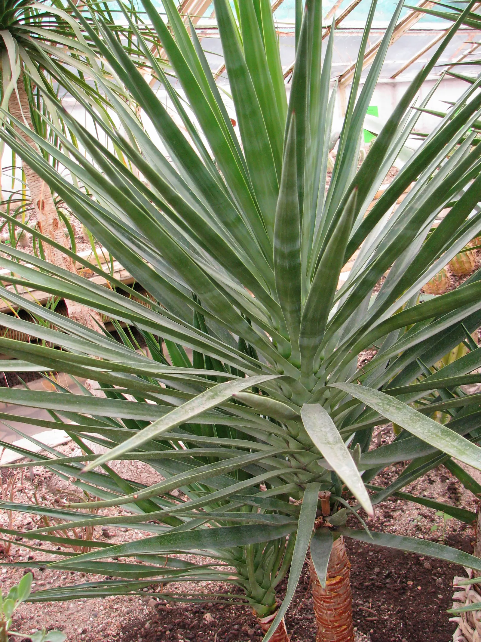 Spanish Bayonet (Yucca Aloifolia) — Adds architectural interest and requires minimal maintenance; measuring about 1 to 2 feet in length and 1 to 3, image 87
