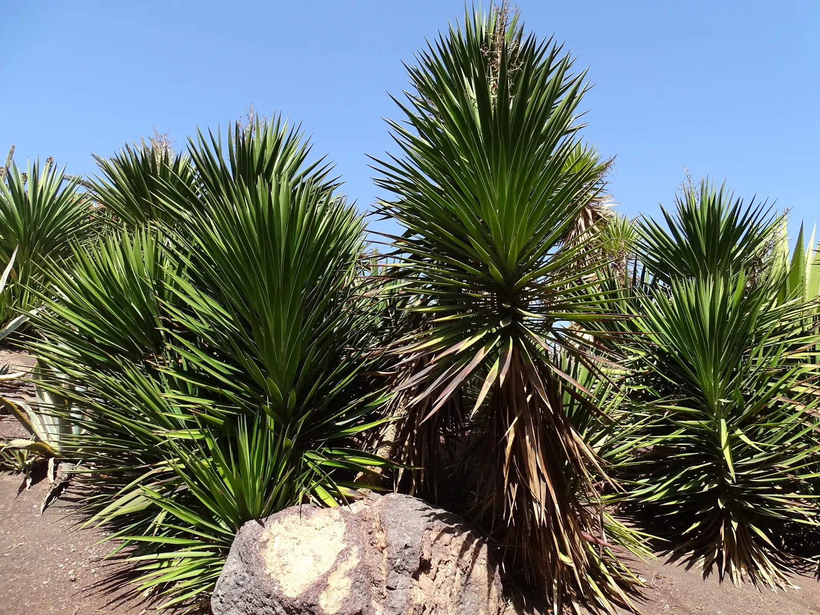 Spanish Bayonet (Yucca Aloifolia) — is a striking evergreen accent plant; with mature plants showcasing dramatic white flower spikes up to 2 feet, image 109