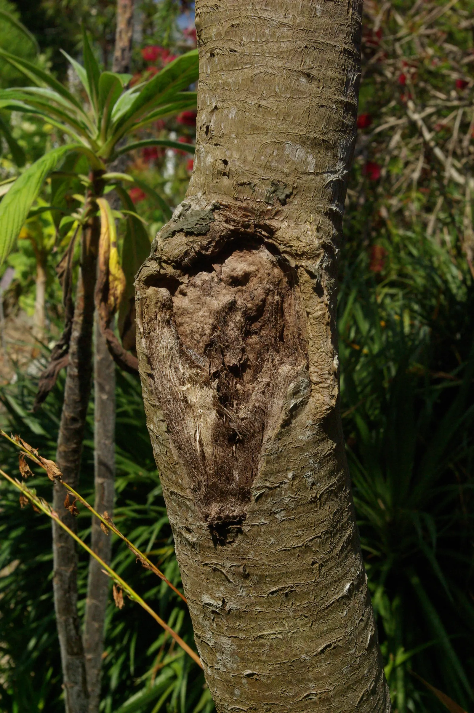 Spanish Bayonet (Yucca Aloifolia) — When planting, be sure to allow ample space from walkways and high-traffic areas due to its sharp foliage, image 104