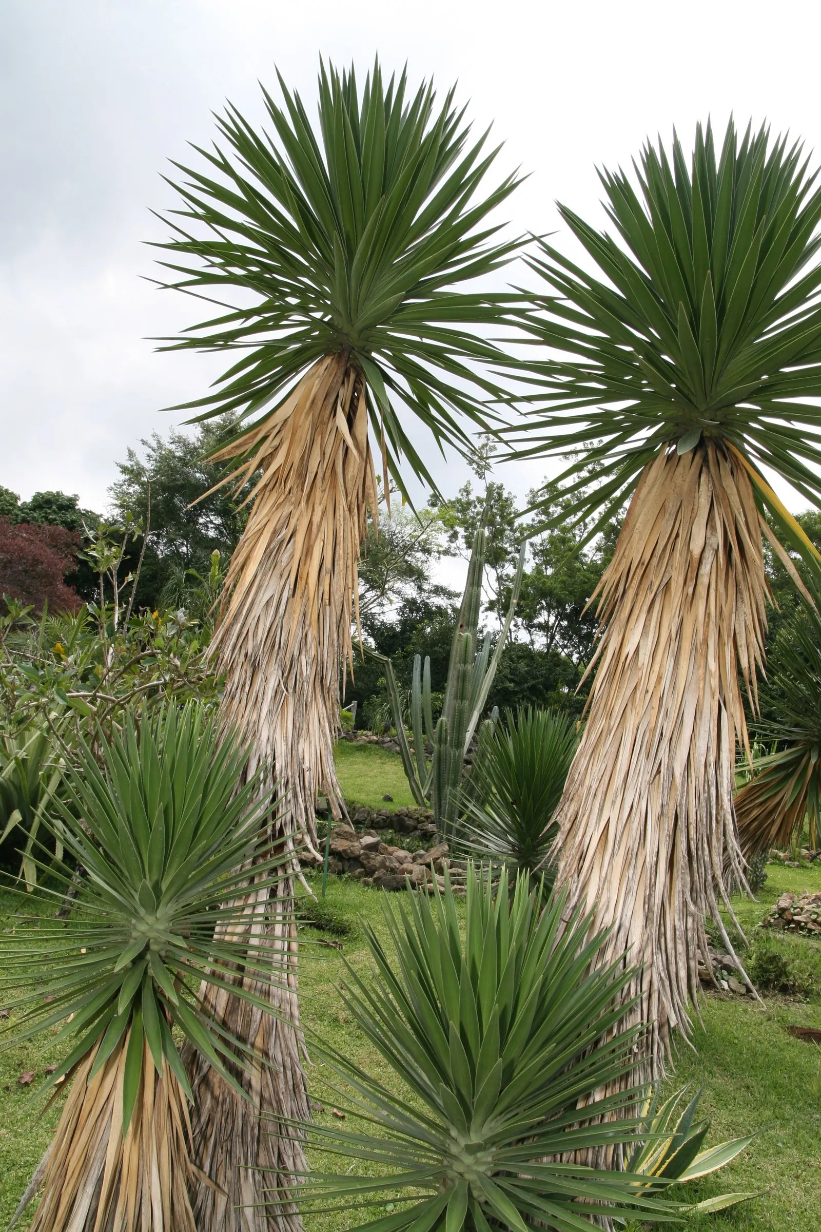 Spanish Bayonet (Yucca Aloifolia) — commonly referred to as Spanish Bayonet; making it an excellent choice for water-wise gardens or xeriscaping, image 88