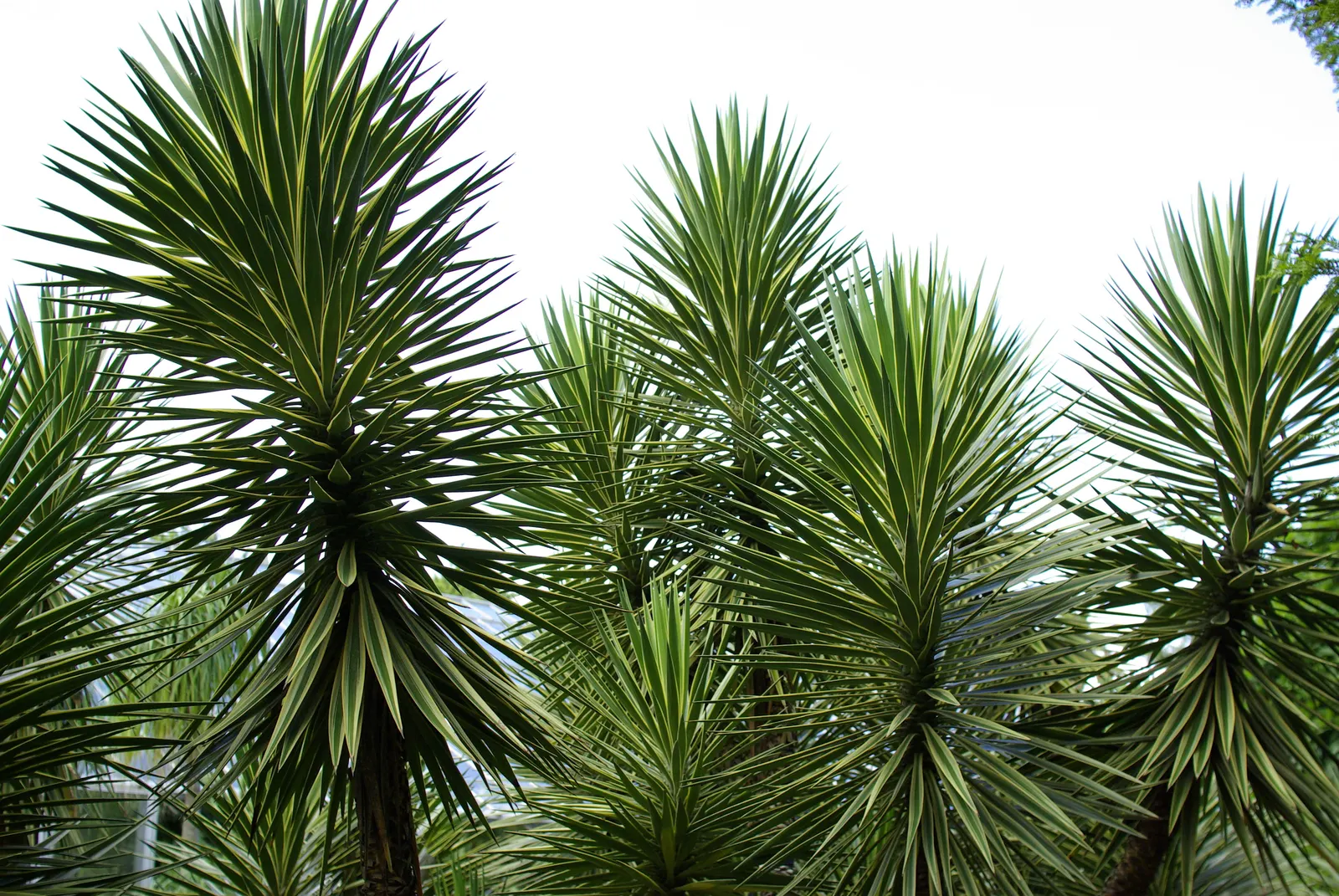 Spanish Bayonet (Yucca Aloifolia) — requiring minimal irrigation; erect spikes up to 2 feet in length, image 99