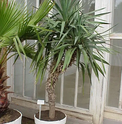 Spanish Bayonet (Yucca Aloifolia) — which is the inspiration for its name; and are edged with curling, image 118