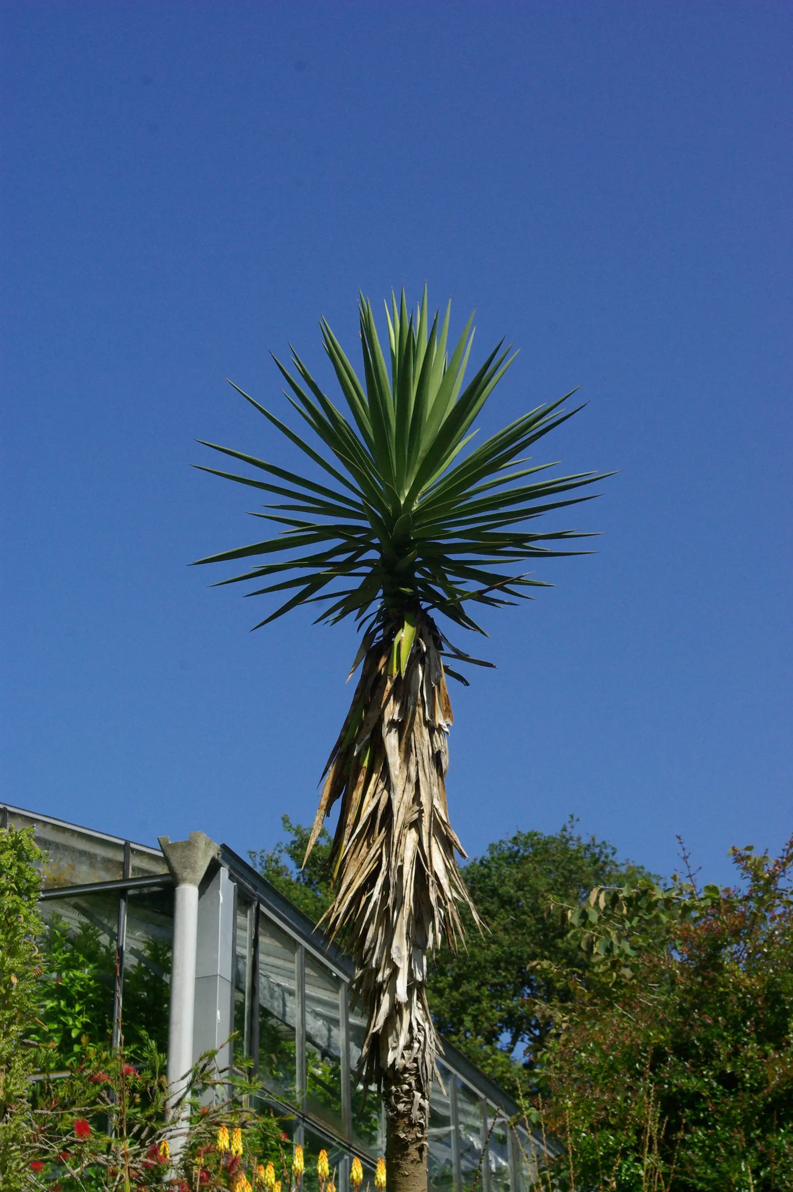 Spanish Bayonet (Yucca Aloifolia) — shrub with white blooms; it is highly drought-tolerant once established, image 107