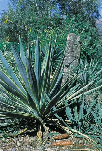 Spanish Bayonet (Yucca Aloifolia) — This evergreen shrub typically grows to a height of 10 to 15 feet with a spread of 3 to 5 feet; well-draining, image 65