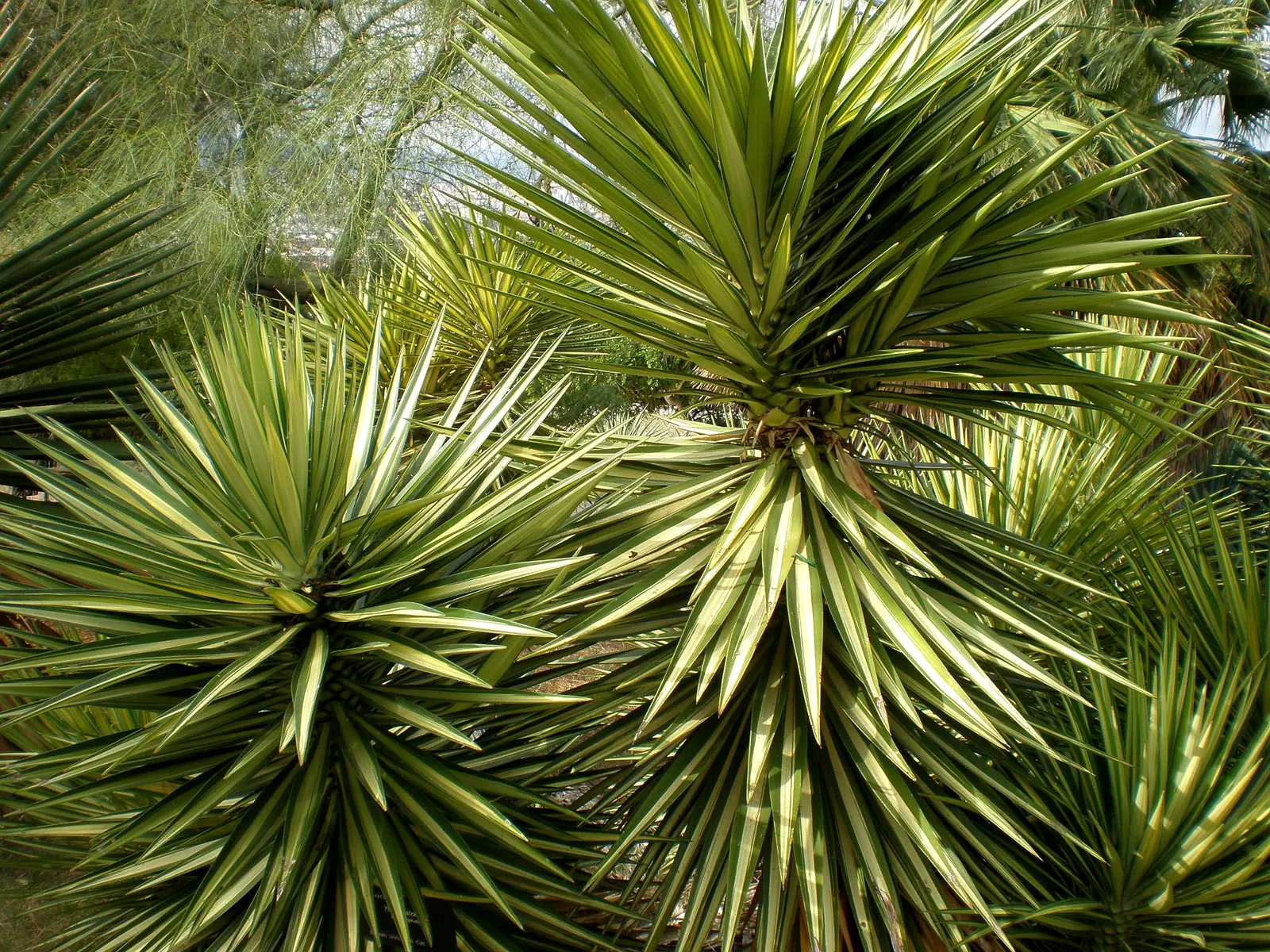 Spanish Bayonet (Yucca Aloifolia) — measuring about 1 to 2 feet in length and 1 to 3 inches wide; shrub for full or half or shade, image 93