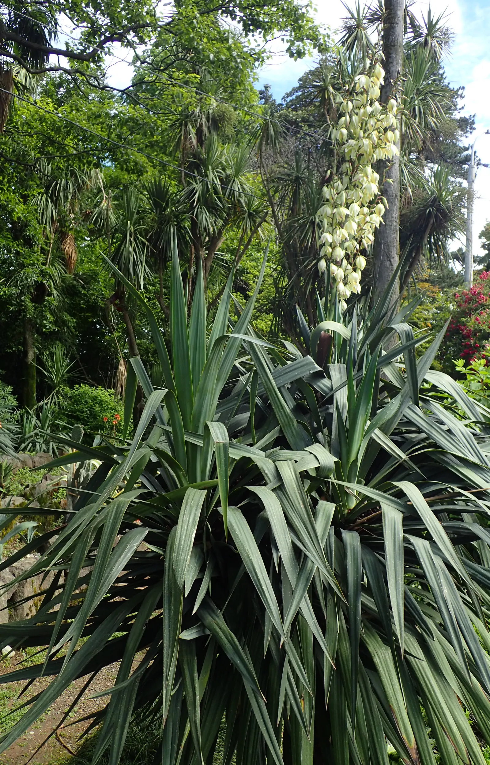 Spanish Bayonet (Yucca Aloifolia) — erect spikes up to 2 feet in length; and with its high salt tolerance, image 69
