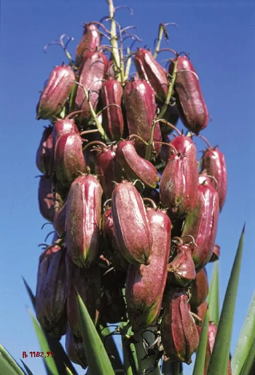Spanish Bayonet (Yucca Aloifolia) — presents a striking accent for any landscape design; shrub with white blooms, image 116