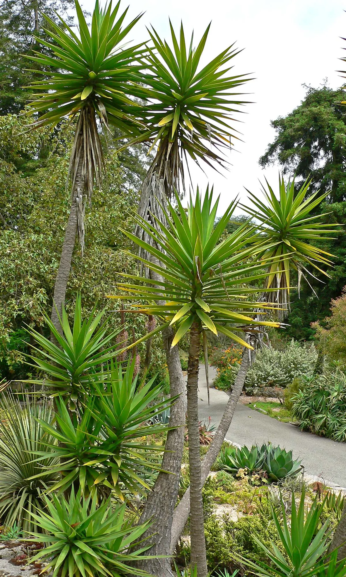 Spanish Bayonet (Yucca Aloifolia) — it produces an impressive display of white or cream flowers that stand above the foliage in long, image 95