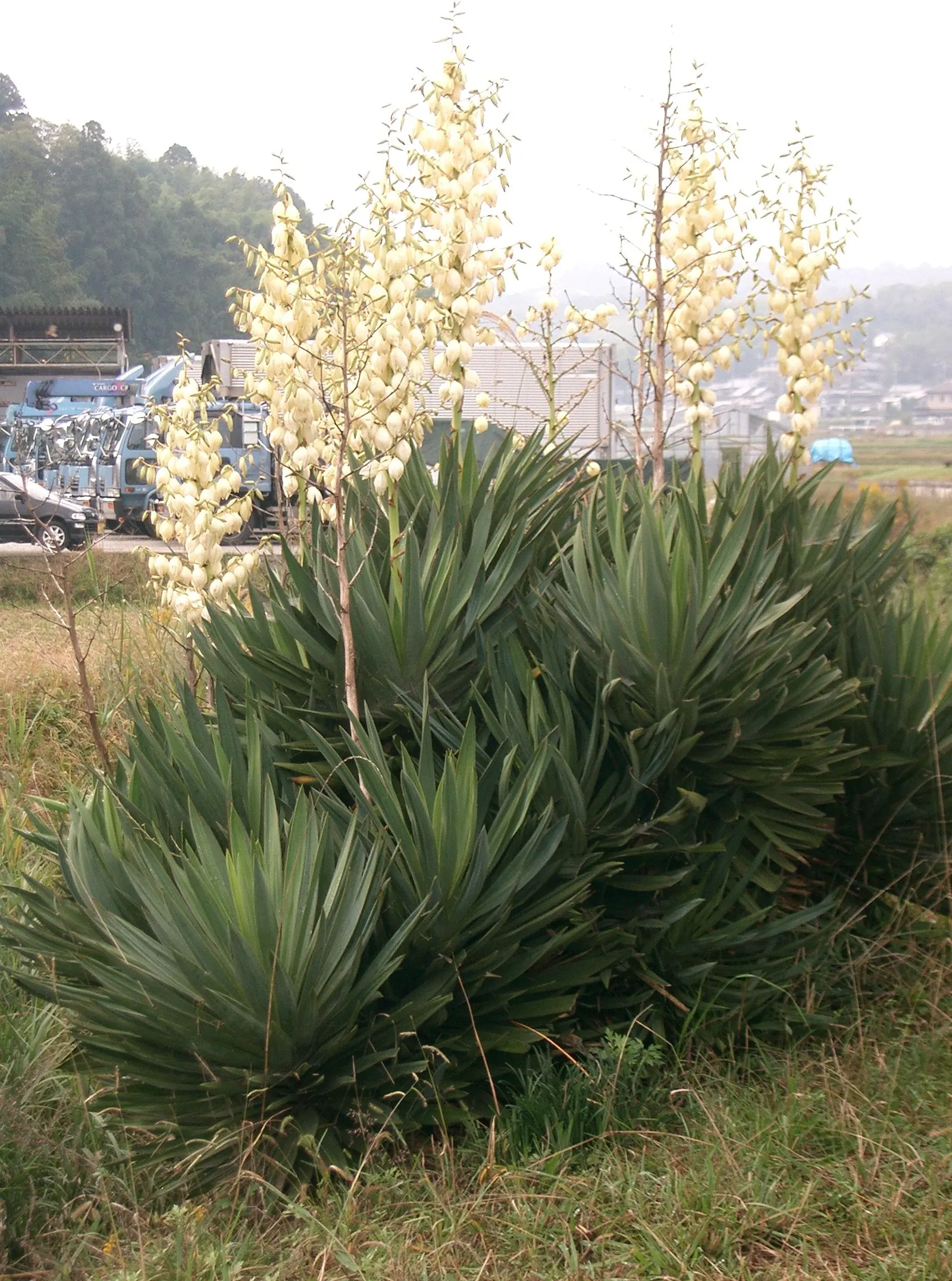 Spanish Bayonet (Yucca Aloifolia) — with mature plants showcasing dramatic white flower spikes up to 2 feet long; white flowers in the garden, image 85