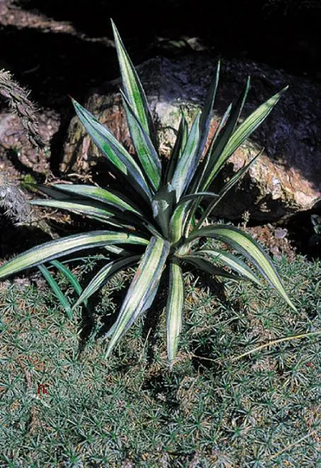 Spanish Bayonet (Yucca Aloifolia) — is a striking evergreen accent plant; with mature plants showcasing dramatic white flower spikes up to 2 feet, image 55