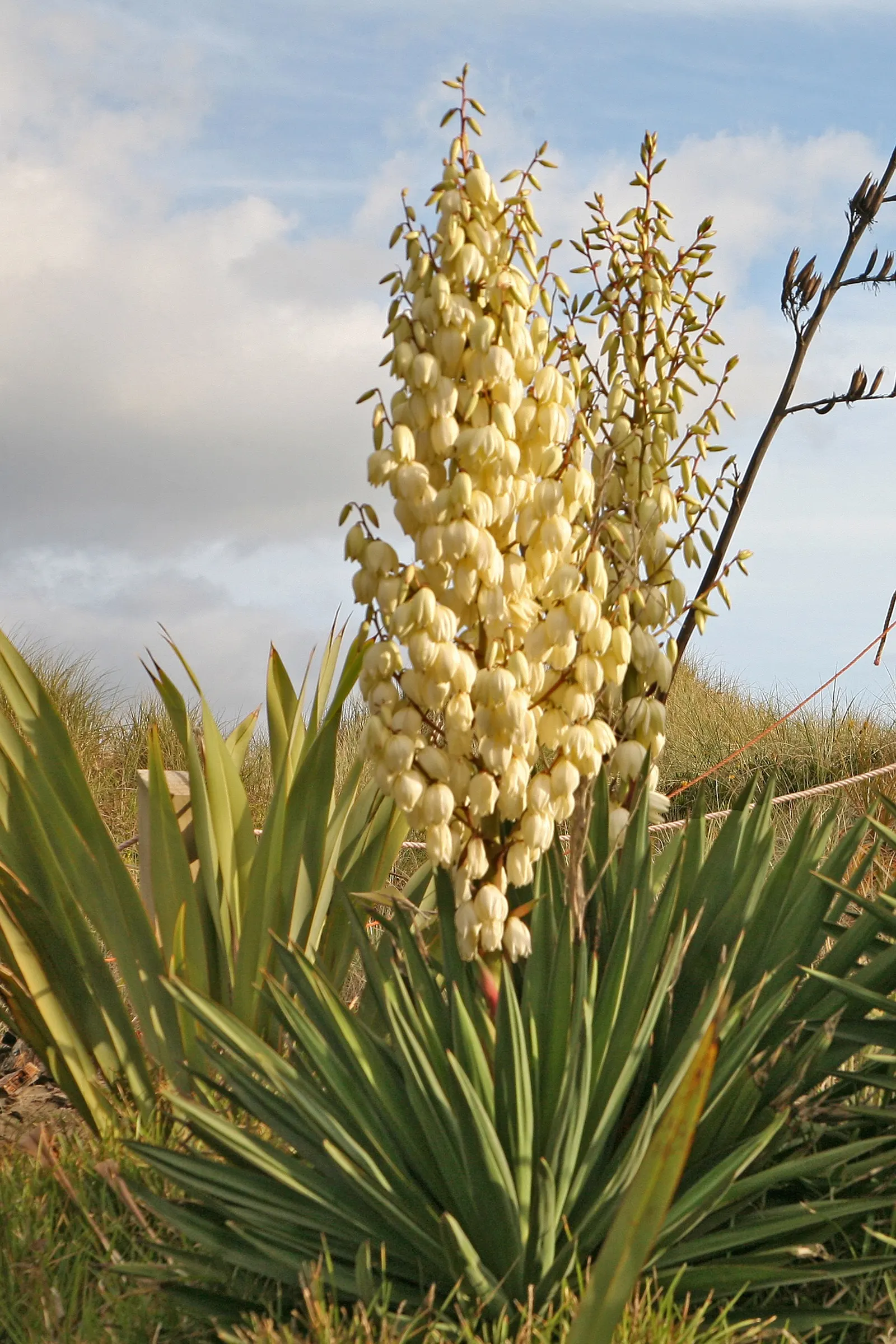 Spanish Bayonet (Yucca Aloifolia) — reaching heights of 10-15 feet with a spread of 3-8 feet; this evergreen shrub typically grows to a height of 10 to 15 feet