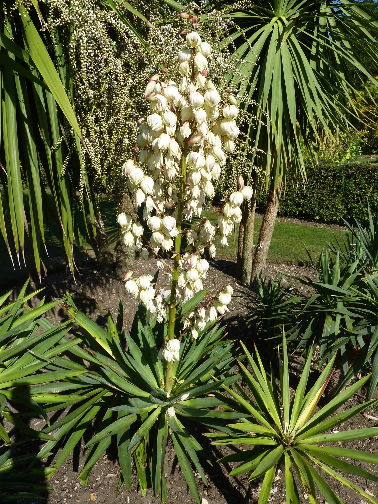 Spanish Bayonet (Yucca Aloifolia) — stiff leaves of deep green form a dense rosette; requiring minimal irrigation