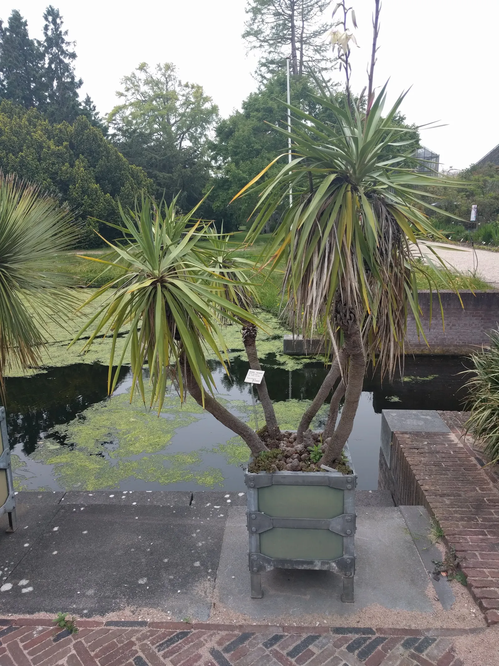 Spanish Bayonet (Yucca Aloifolia) — presents a striking accent for any landscape design; shrub with white blooms
