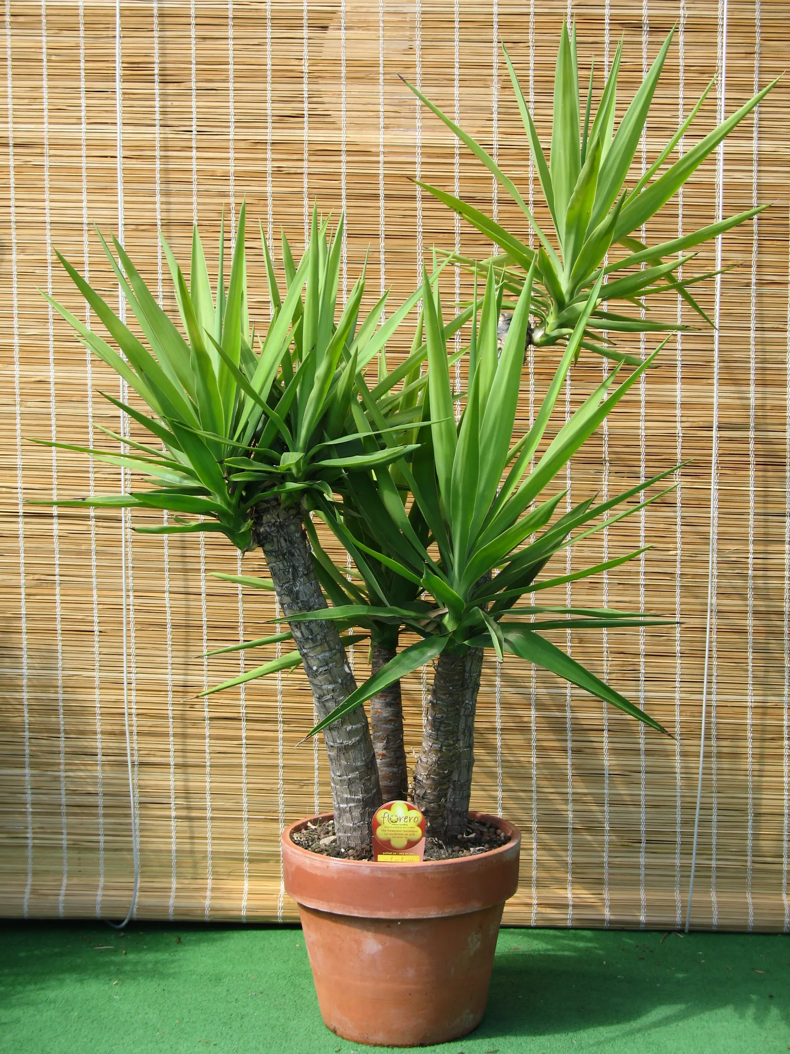 Spanish Bayonet (Yucca Aloifolia) — measuring about 1 to 2 feet in length and 1 to 3 inches wide; shrub for full or half or shade, image 66