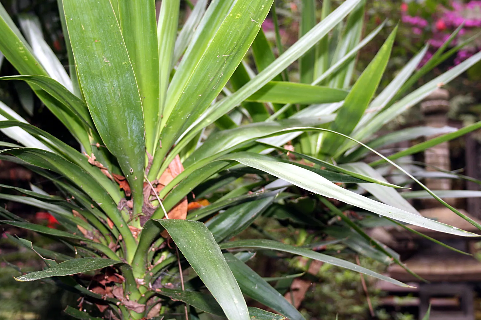 Spanish Bayonet (Yucca Aloifolia) — which is the inspiration for its name; and are edged with curling, image 64