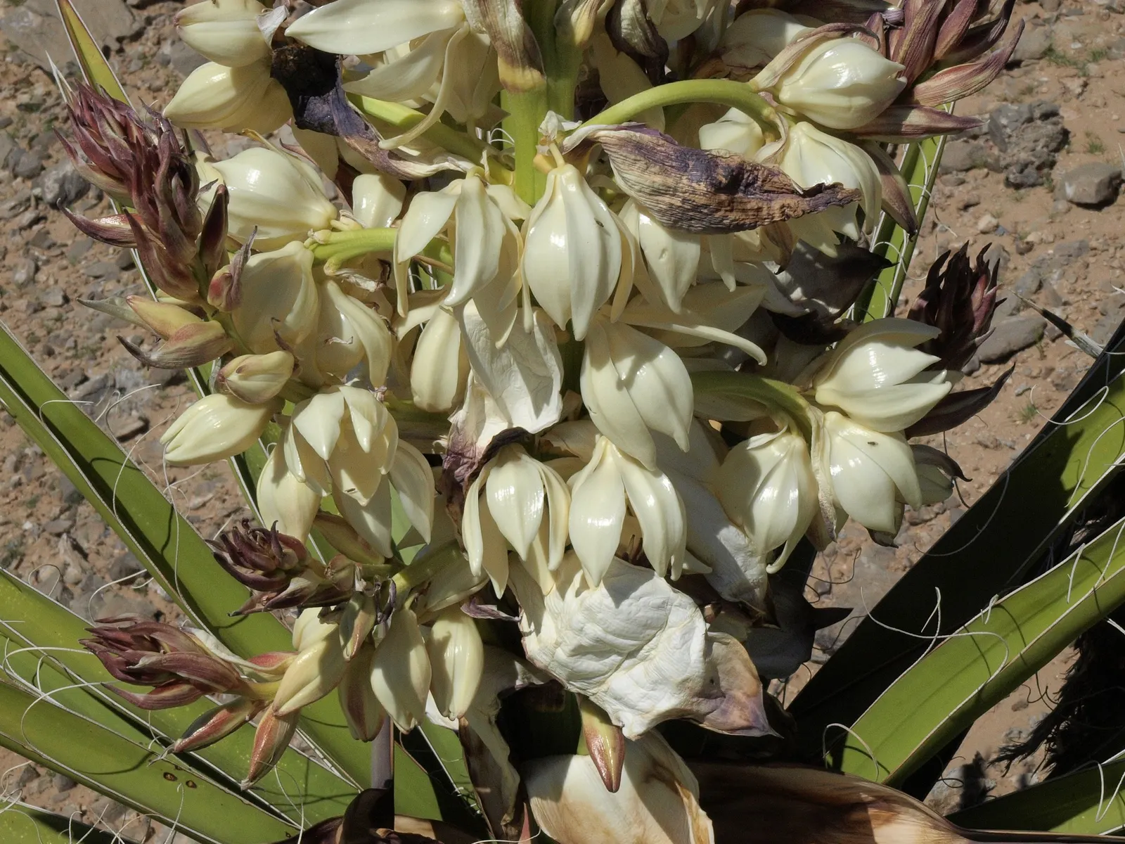 Spanish Bayonet (Yucca Aloifolia) — and are edged with curling; commonly referred to as Spanish Bayonet