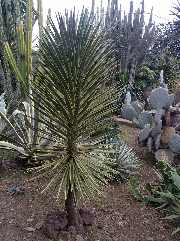 Spanish Bayonet (Yucca Aloifolia) — making it an excellent choice for water-wise gardens or xeriscaping; yucca aloifolia is also well-suited to, image 100