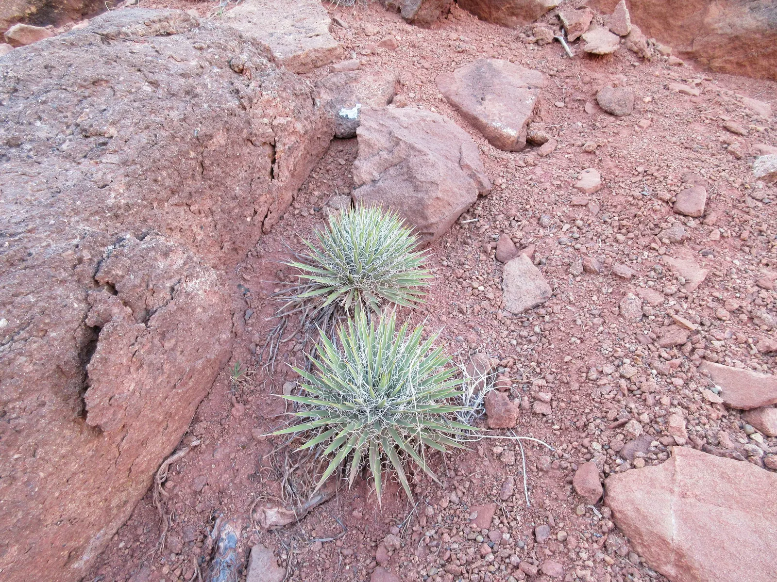 Spanish Bayonet (Yucca Aloifolia) — When planting, be sure to allow ample space from walkways and high-traffic areas due to its sharp foliage, image 77