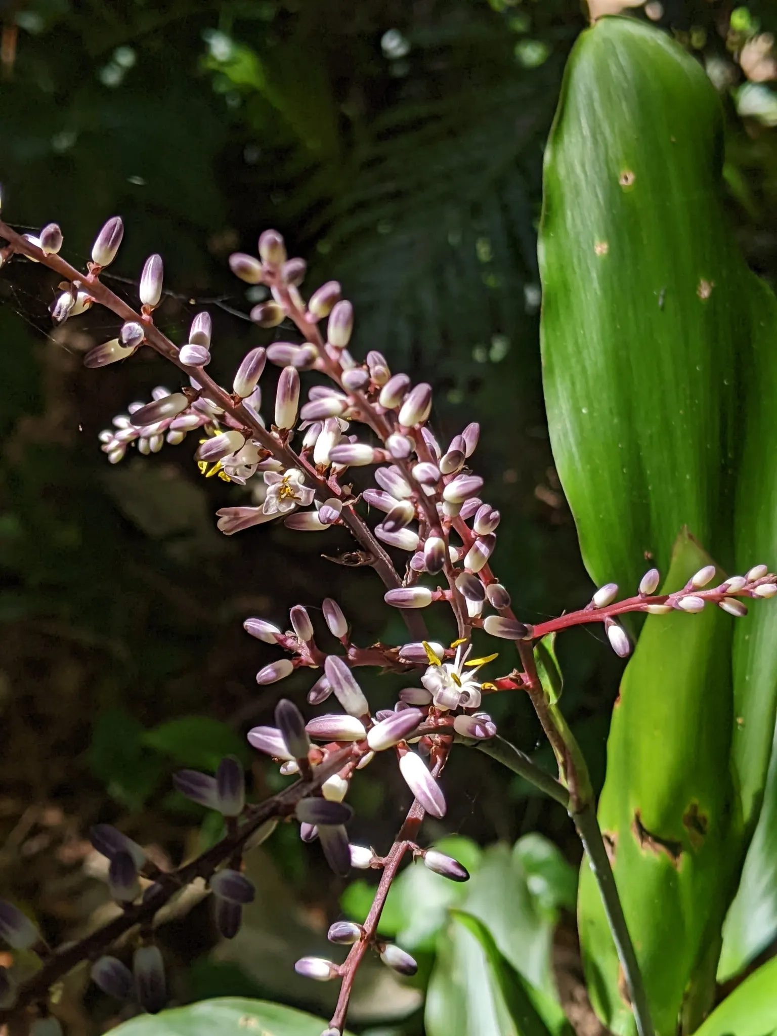 Spanish Bayonet (Yucca Aloifolia) — presents a striking accent for any landscape design
