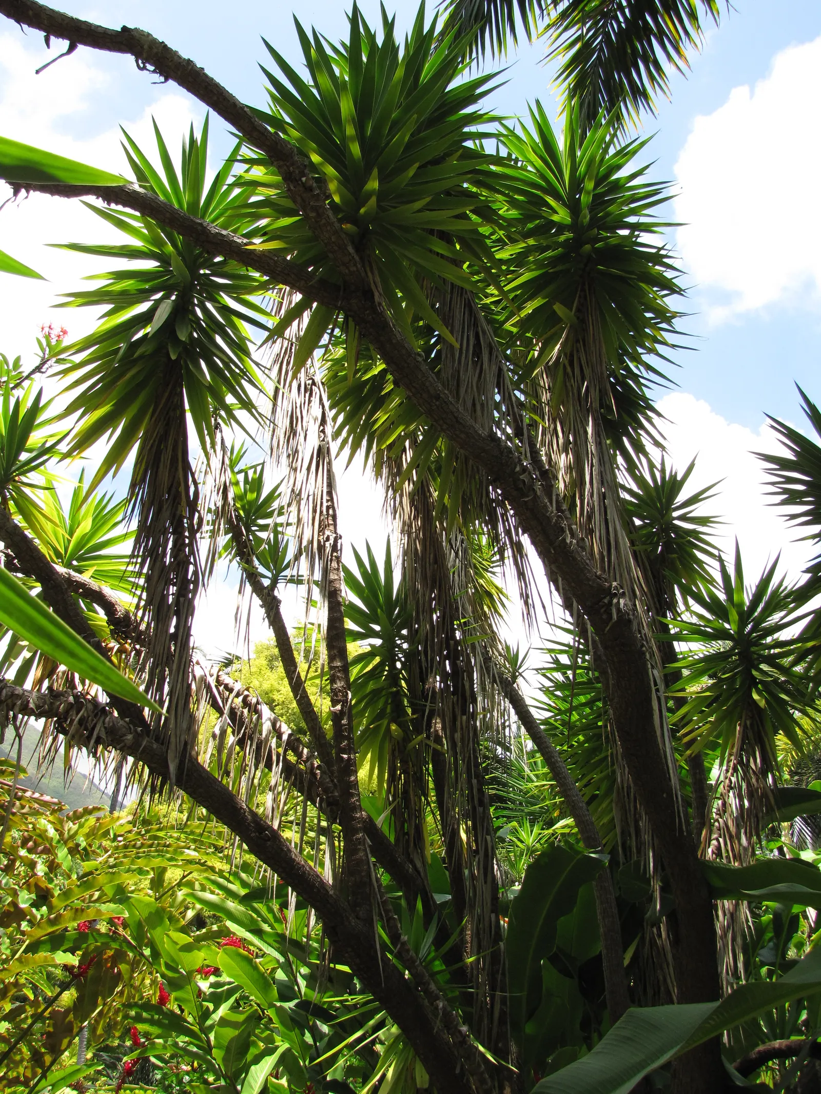 Spanish Bayonet (Yucca Aloifolia) — Adds architectural interest and requires minimal maintenance