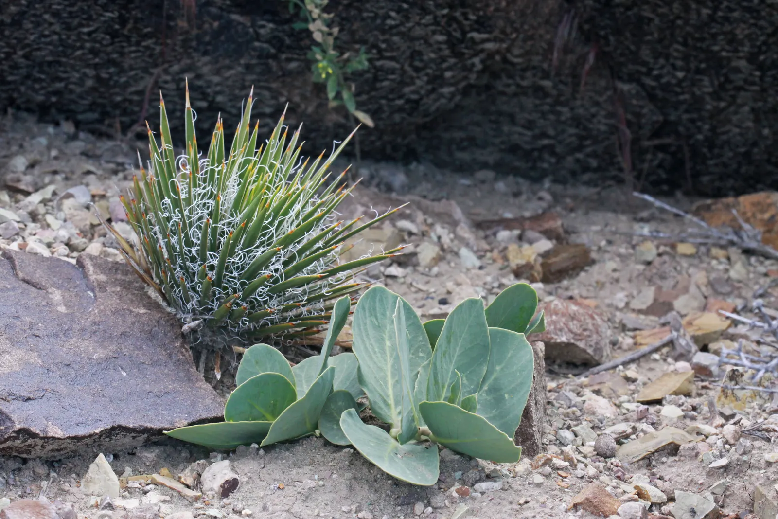 Spanish Bayonet (Yucca Aloifolia) — shrub for full or half or shade