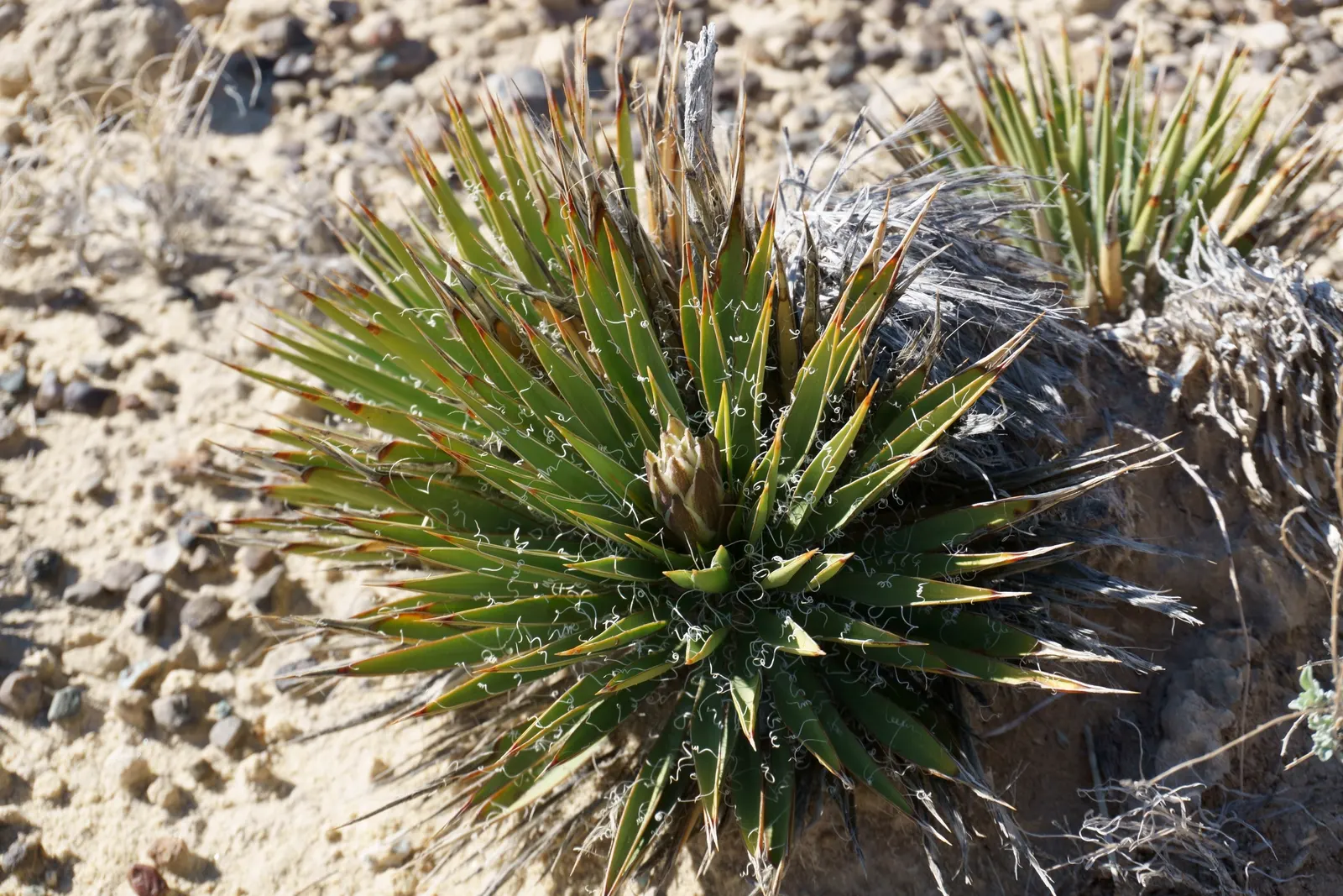 Spanish Bayonet (Yucca Aloifolia) — shrub with white blooms