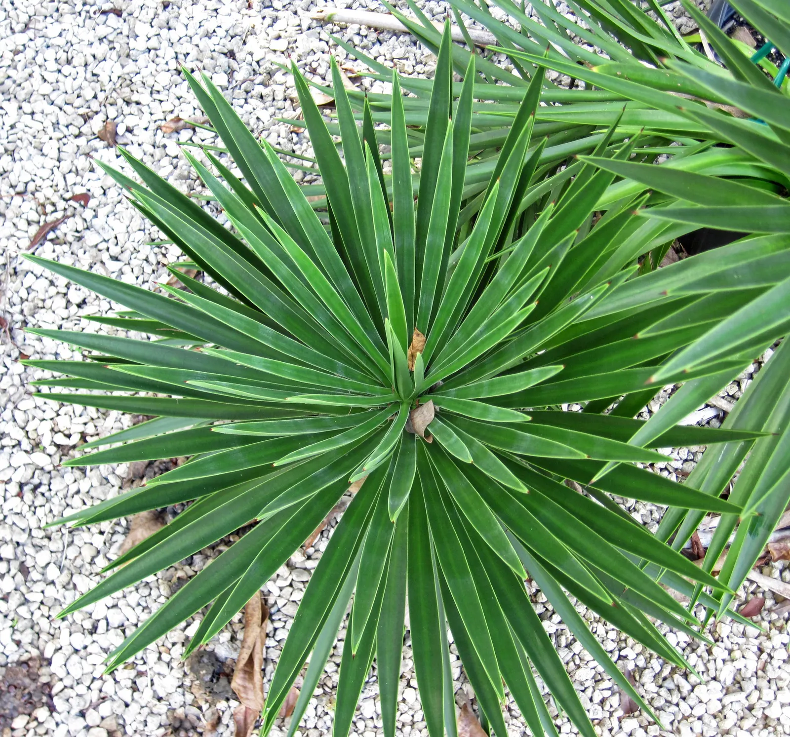 Spanish Bayonet (Yucca Aloifolia) — measuring about 1 to 2 feet in length and 1 to 3 inches wide; shrub for full or half or shade