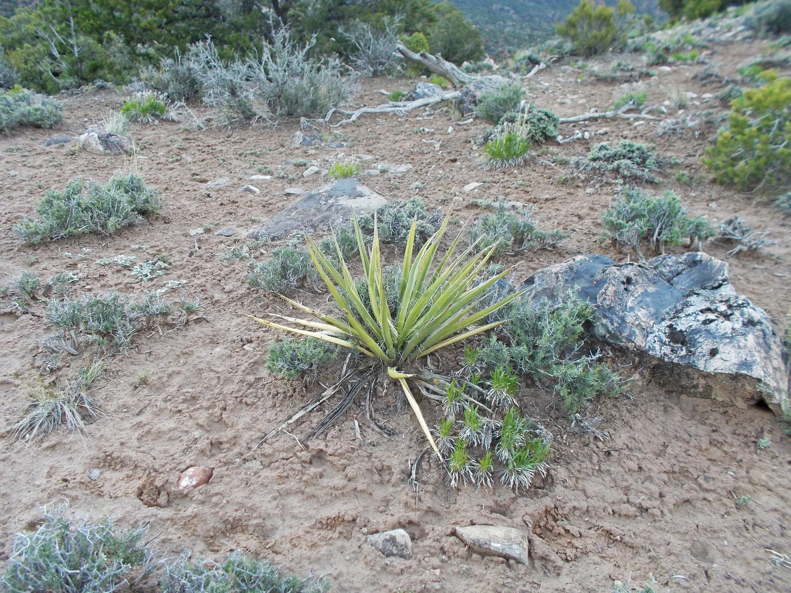 Spanish Bayonet (Yucca Aloifolia) — commonly referred to as Spanish Bayonet; making it an excellent choice for water-wise gardens or xeriscaping