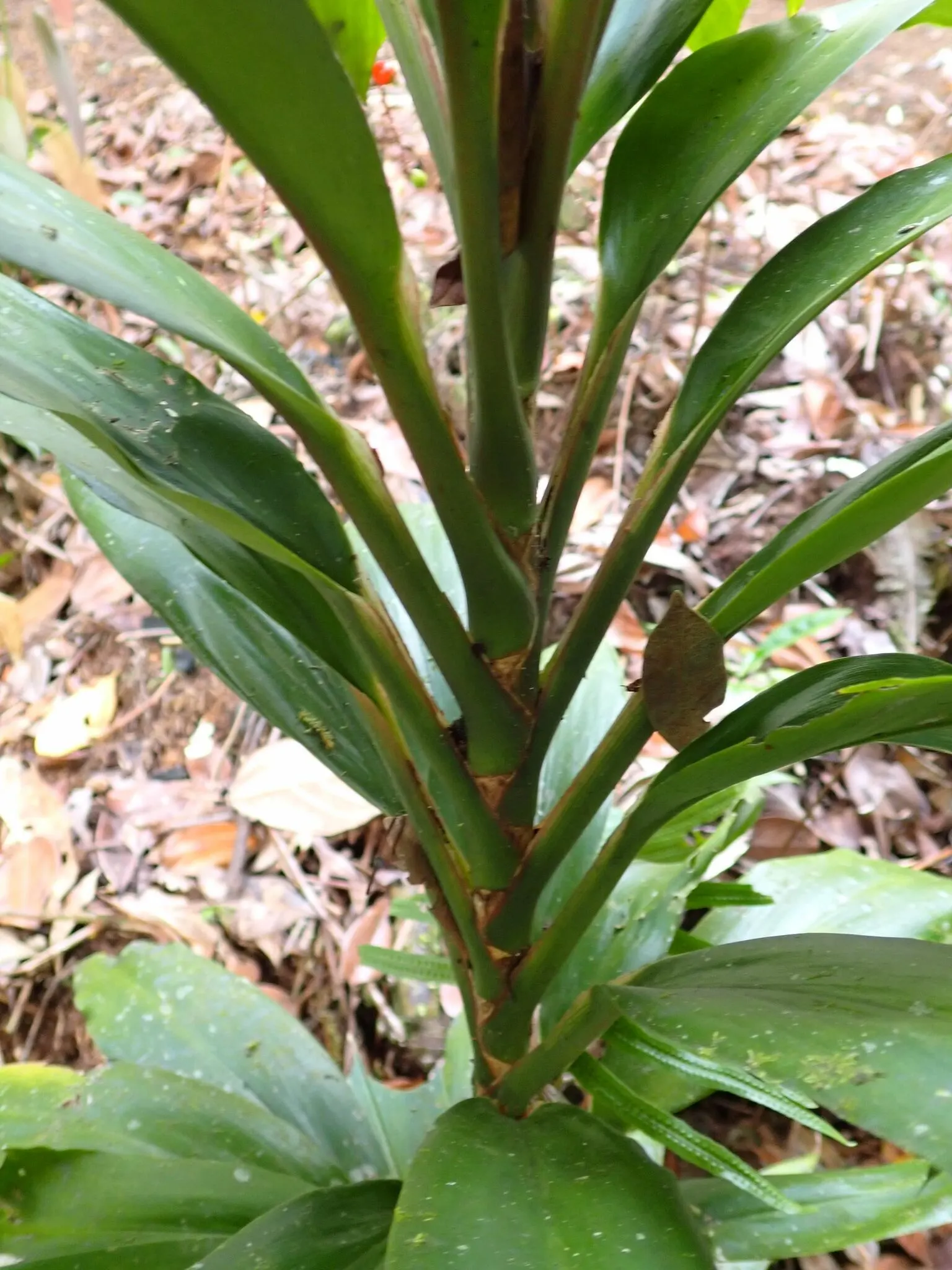 Spanish Bayonet (Yucca Aloifolia) — stiff leaves of deep green form a dense rosette