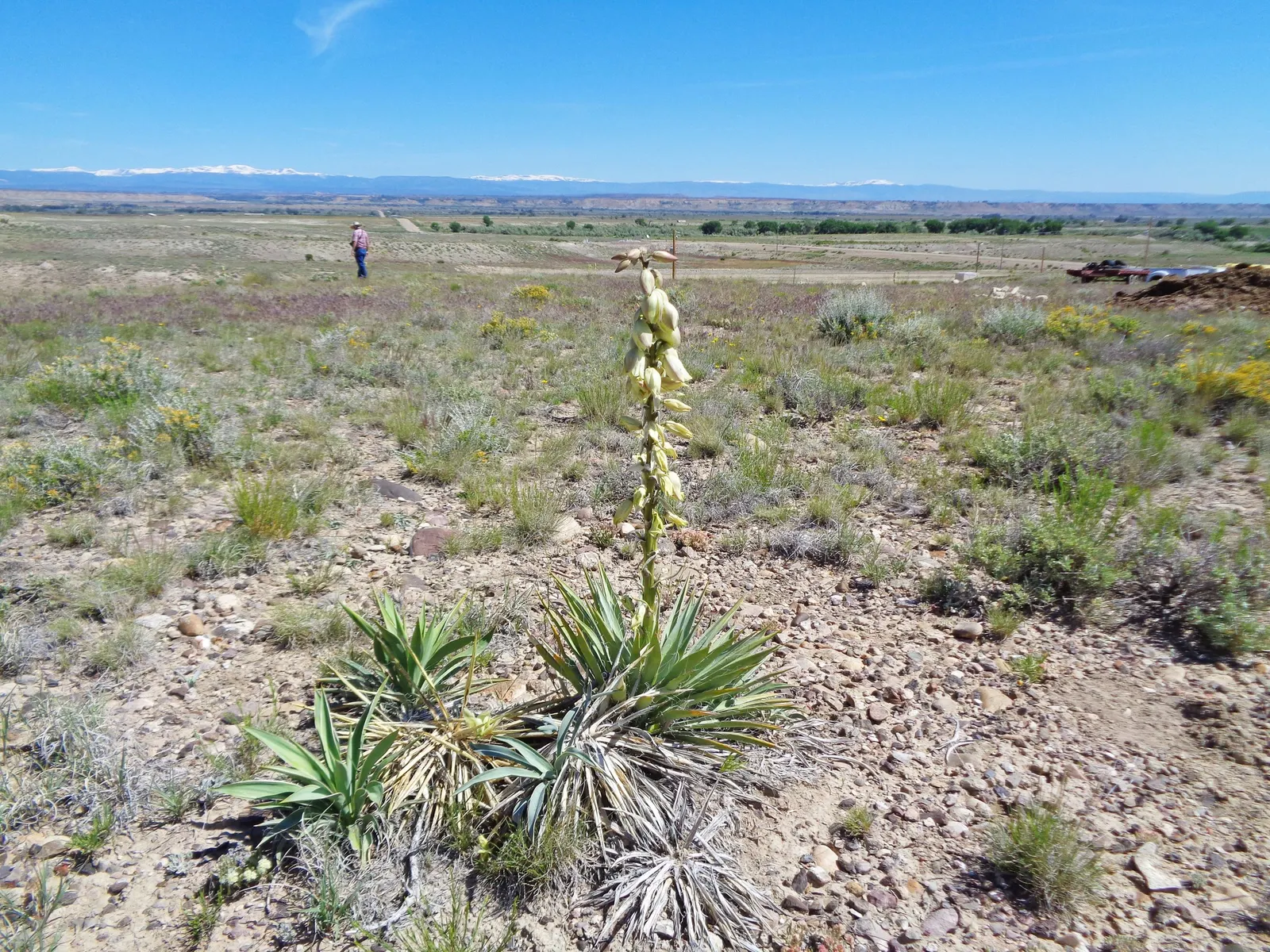 Spanish Bayonet (Yucca Aloifolia) — white flowers in the garden; which is the inspiration for its name, image 79