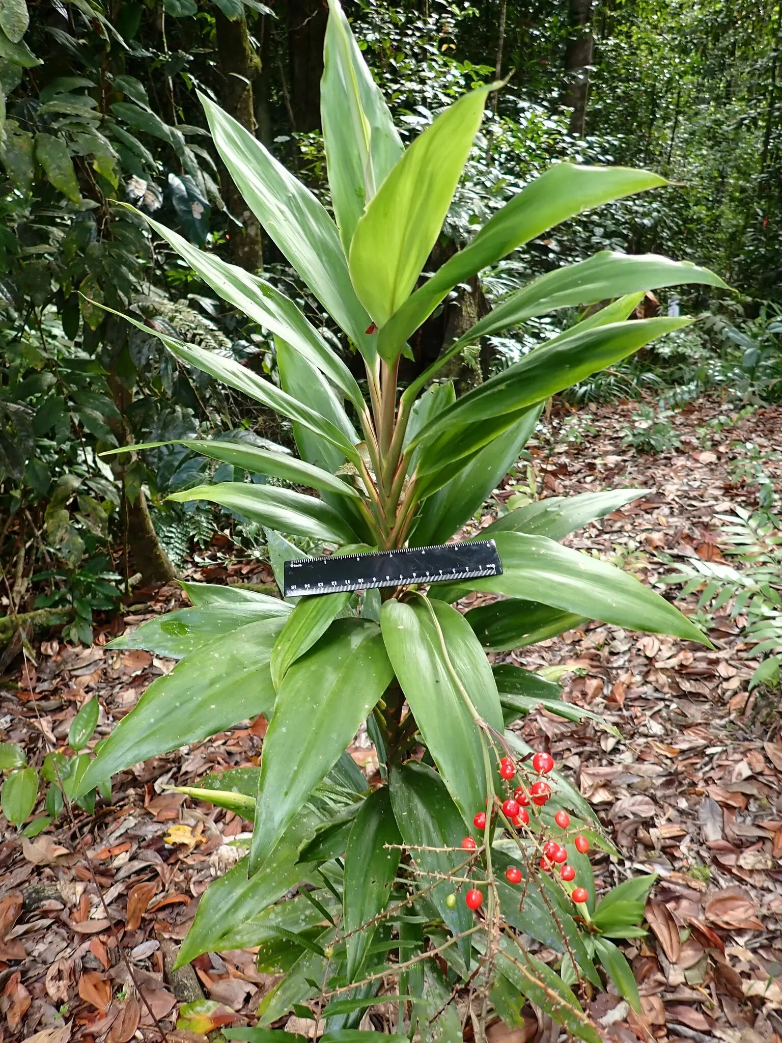 Spanish Bayonet (Yucca Aloifolia) — commonly referred to as Spanish Bayonet
