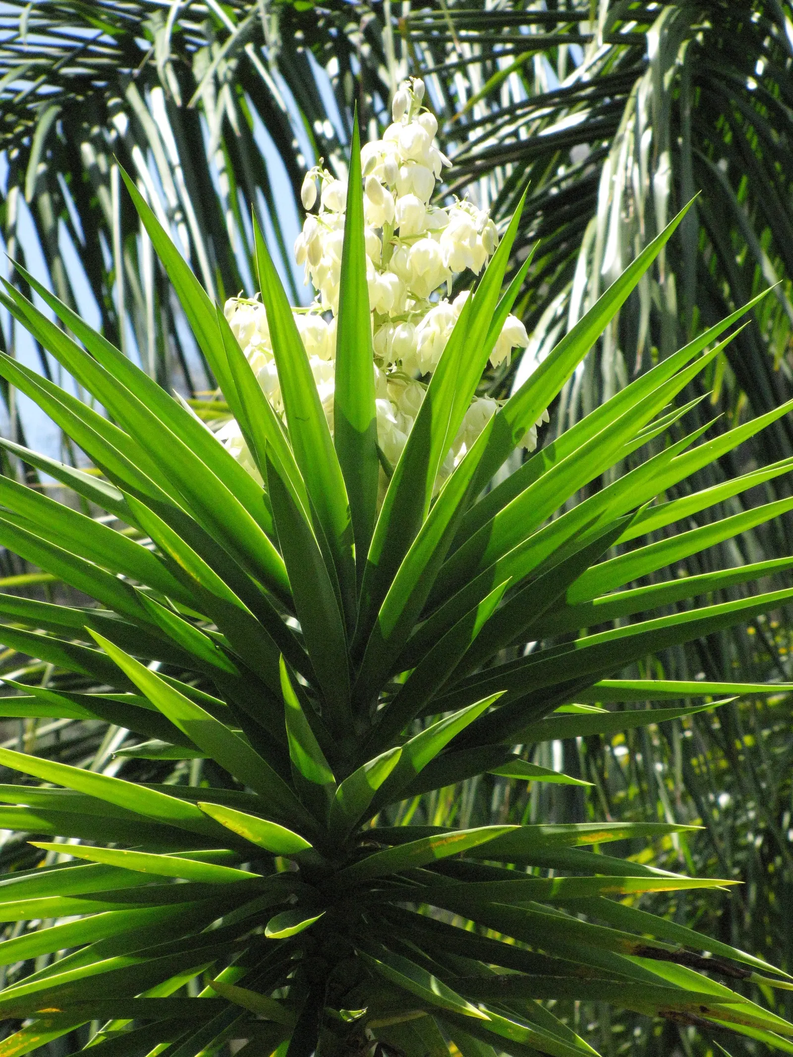 Spanish Bayonet (Yucca Aloifolia) — It is highly drought-tolerant once established