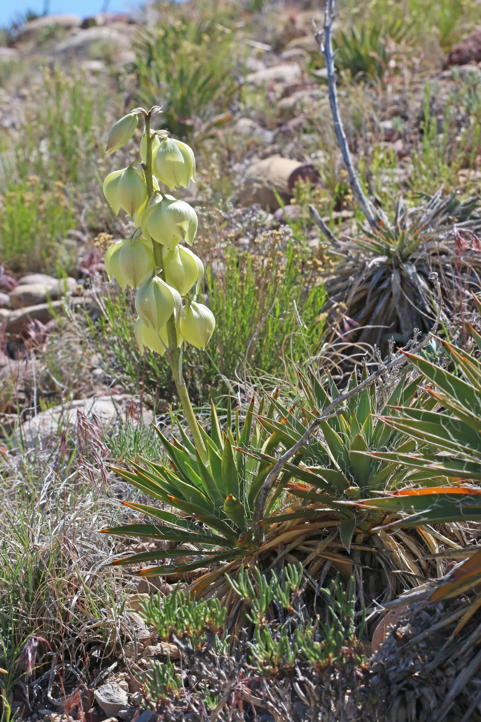Spanish Bayonet (Yucca Aloifolia) — Well-draining soil is a must to prevent root rot; reaching heights of 10-15 feet with a spread of 3-8 feet, image 74