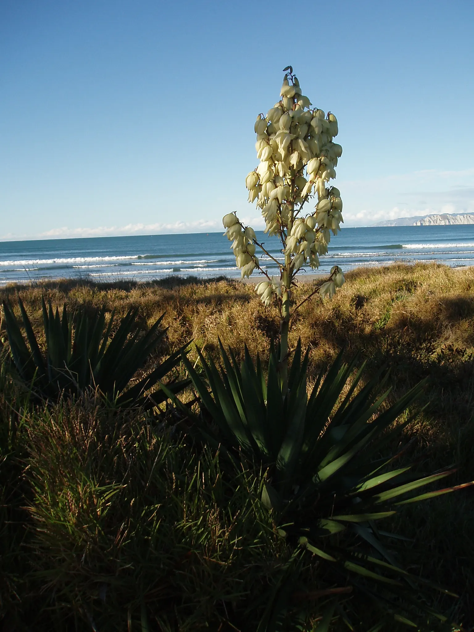 Spanish Bayonet (Yucca Aloifolia) — Ideal for xeriscaping, this drought-tolerant species thrives in full sun and well-drained soils, zones 8-11, image 32