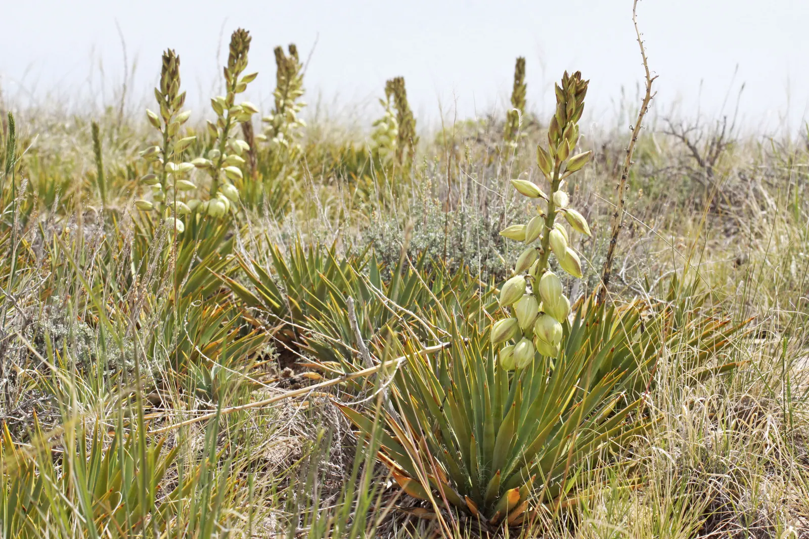 Spanish Bayonet (Yucca Aloifolia) — is a striking evergreen accent plant; with mature plants showcasing dramatic white flower spikes up to 2 feet long