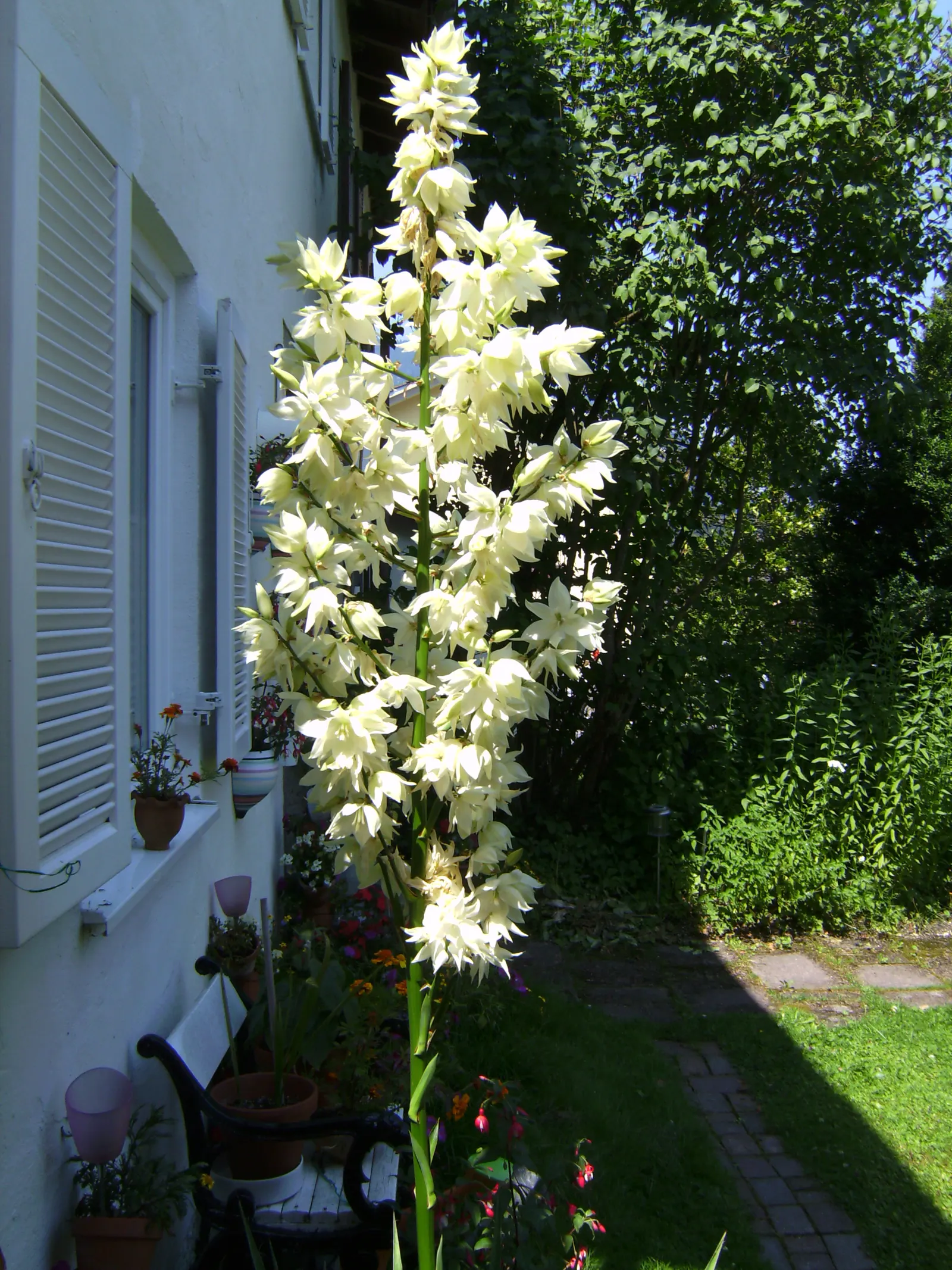 Spanish Bayonet (Yucca Aloifolia) — dark green leaves that come to a sharp point at their tips; adds architectural interest and requires minimal, image 63