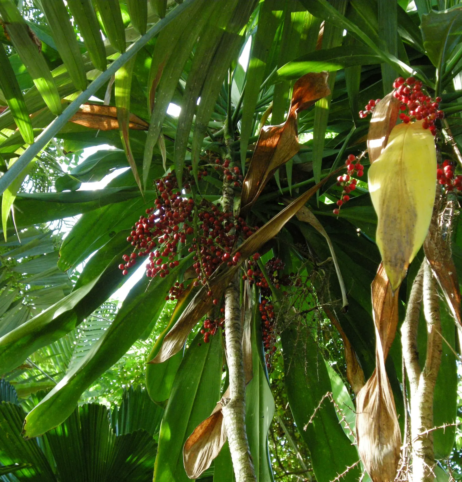 Spanish Bayonet (Yucca Aloifolia) — reaching heights of 10-15 feet with a spread of 3-8 feet